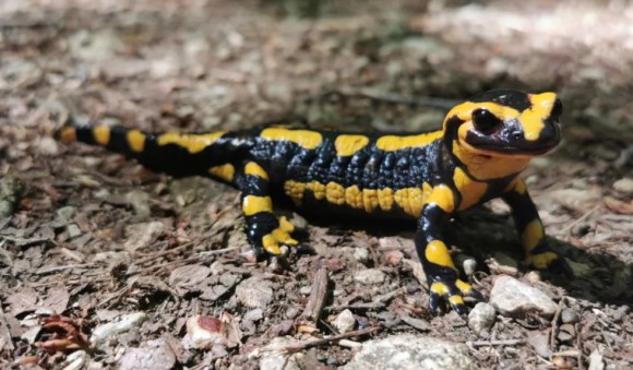 ©CPIE Seuil du Poitou